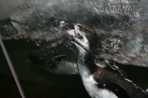 IMG_0748_r